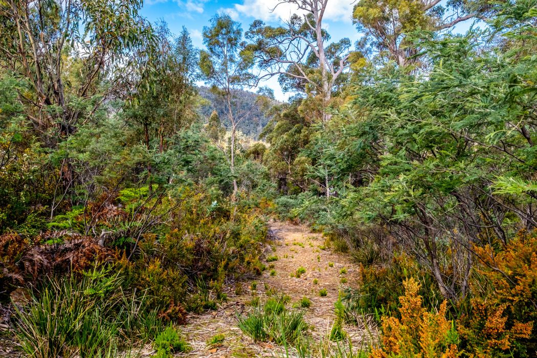 Lot 5 White Hill Road, Forcett, TAS, 7173