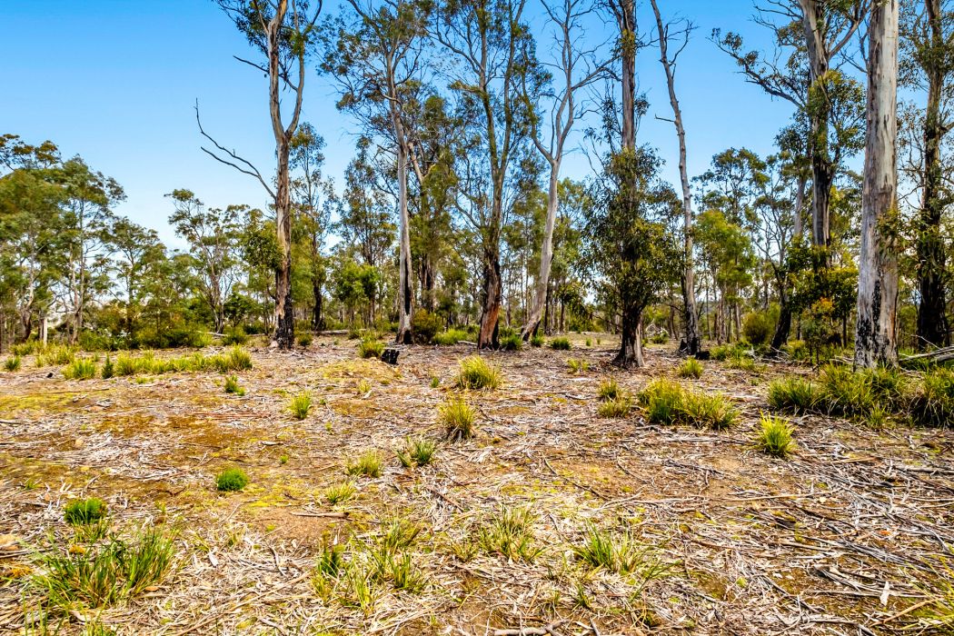Lot 5 White Hill Road, Forcett, TAS, 7173