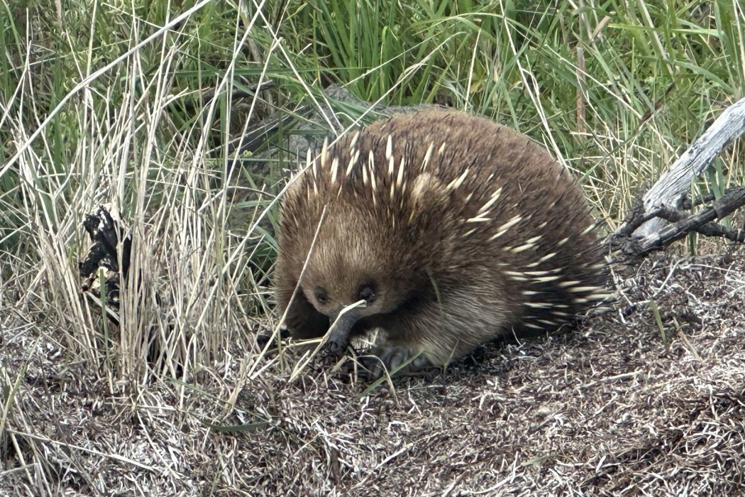 5 Spotswood Road, Dunalley, TAS, 7177