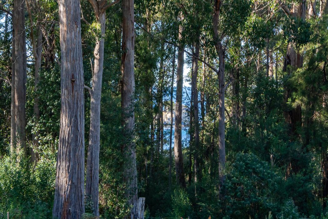 6 Lyndal Drive, Eaglehawk Neck, TAS, 7179
