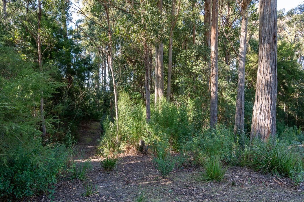 6 Lyndal Drive, Eaglehawk Neck, TAS, 7179