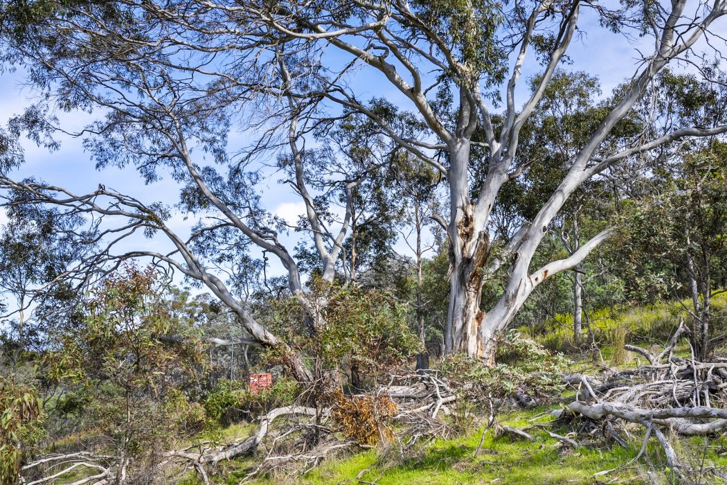 17 Topley Drive, Forcett, TAS, 7173