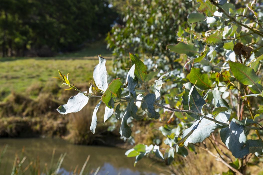 60 Coolstore Road, Premaydena, TAS, 7185