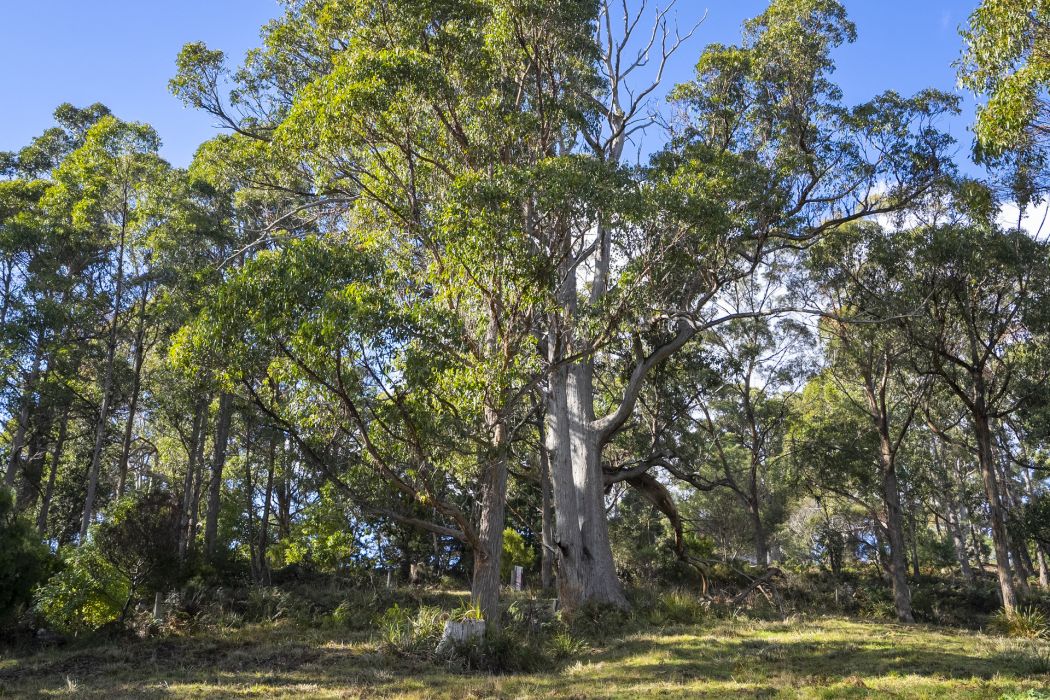 60 Coolstore Road, Premaydena, TAS, 7185