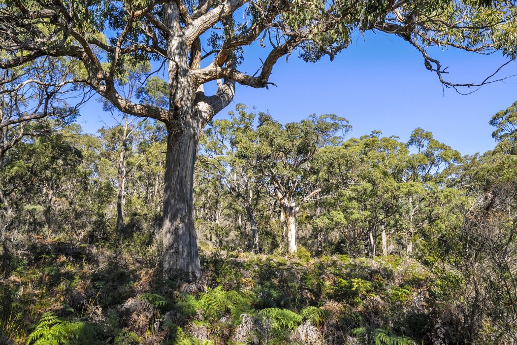 Sympathy Point Road, Taranna, TAS, 7180