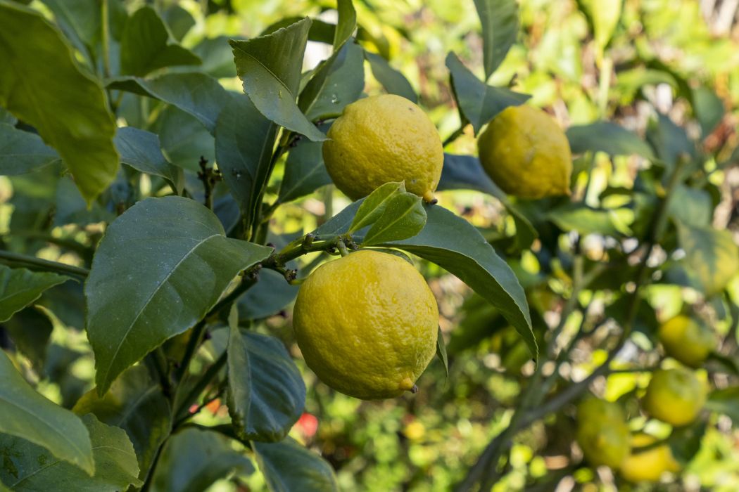 38 Abel Avenue, Port Arthur, TAS, 7182