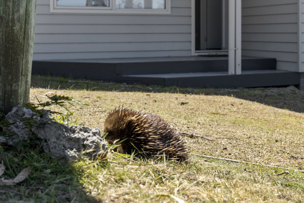 2 Little Falcon Street, Primrose Sands, TAS, 7173