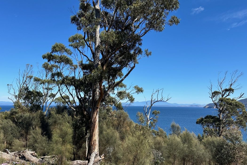 613 White Beach Road, White Beach, TAS, 7184