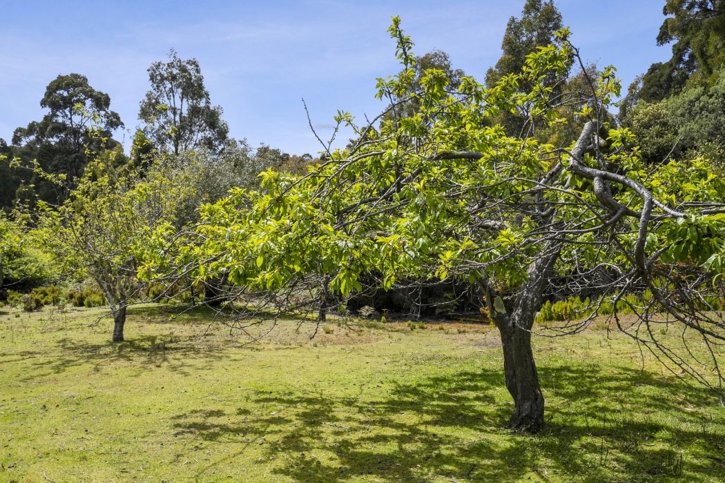 4 Radnors Road, Port Arthur, TAS, 7182