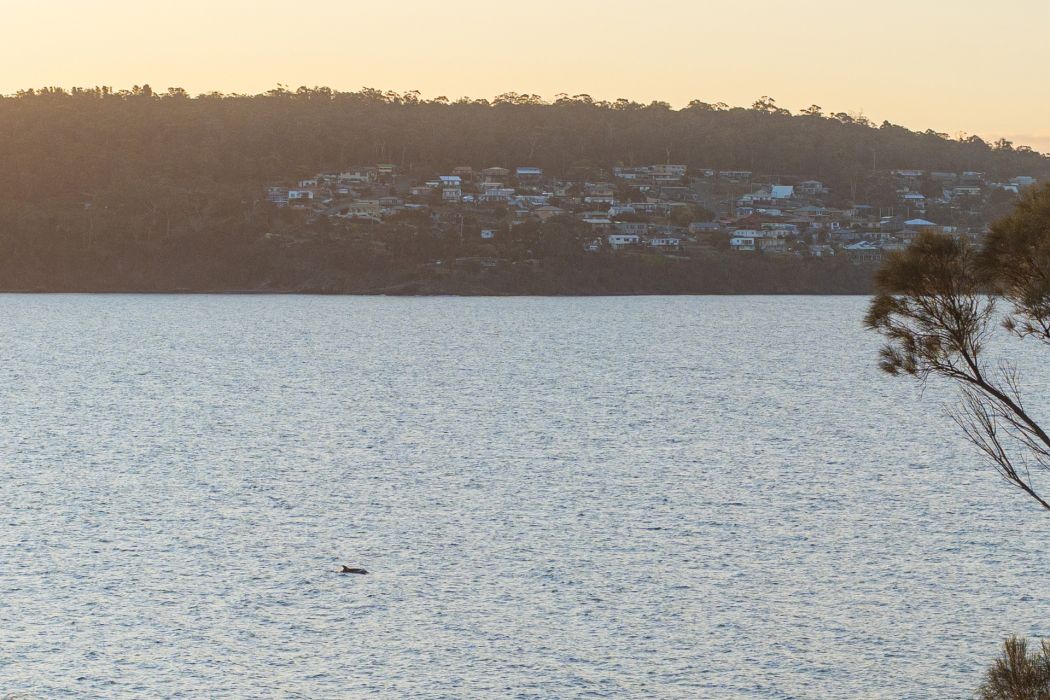 9 Casuarina Close, Primrose Sands, TAS, 7173