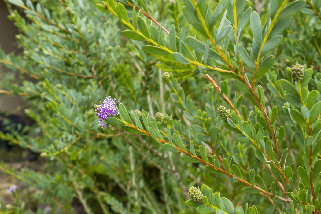 36 Spaulding Street, White Beach, TAS, 7184
