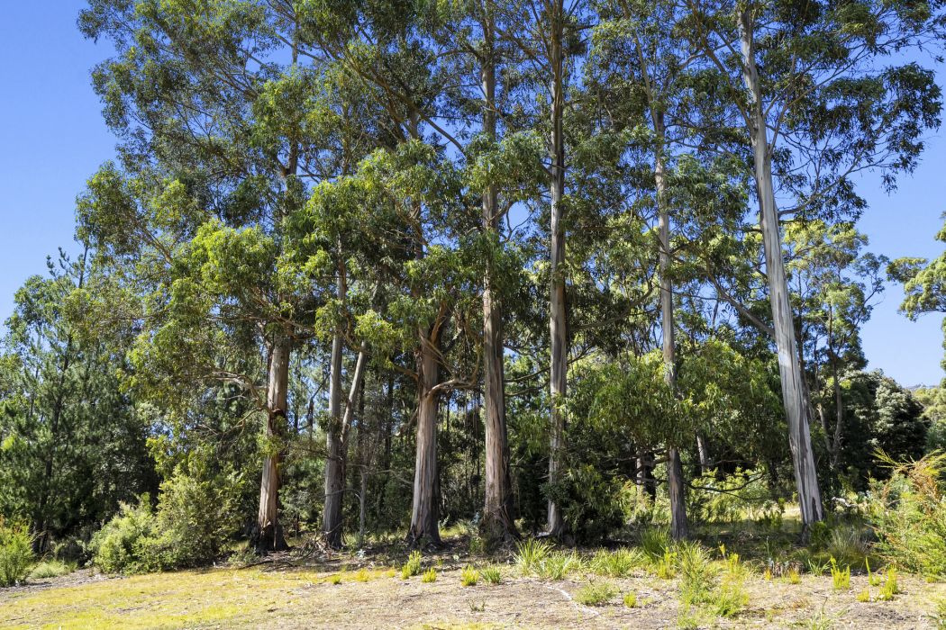 5909 Arthur Highway, Taranna, TAS, 7180