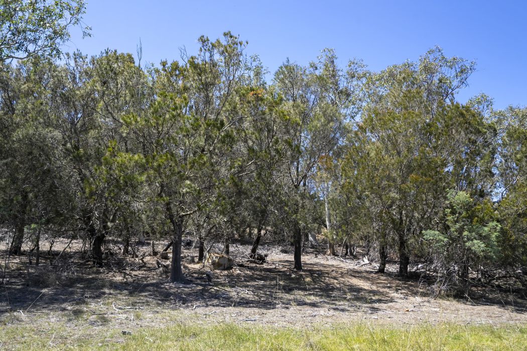 4 Grierson Drive, Forcett, TAS, 7173