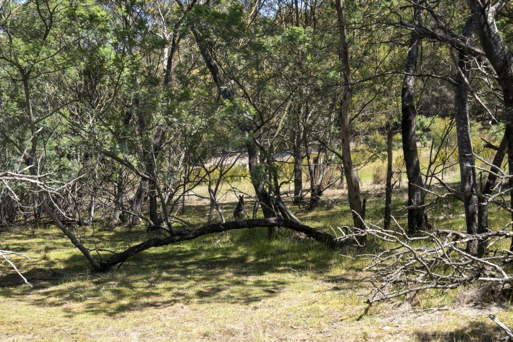 4 Grierson Drive, Forcett, TAS, 7173
