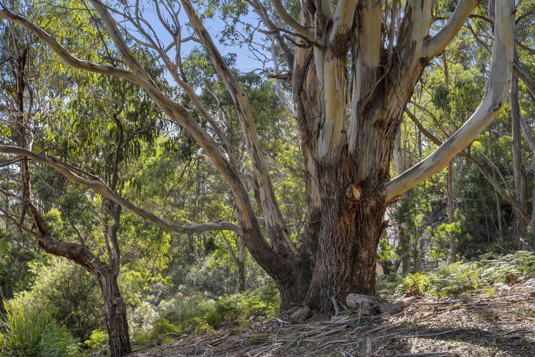 120 Tip Road, Nubeena, TAS, 7184