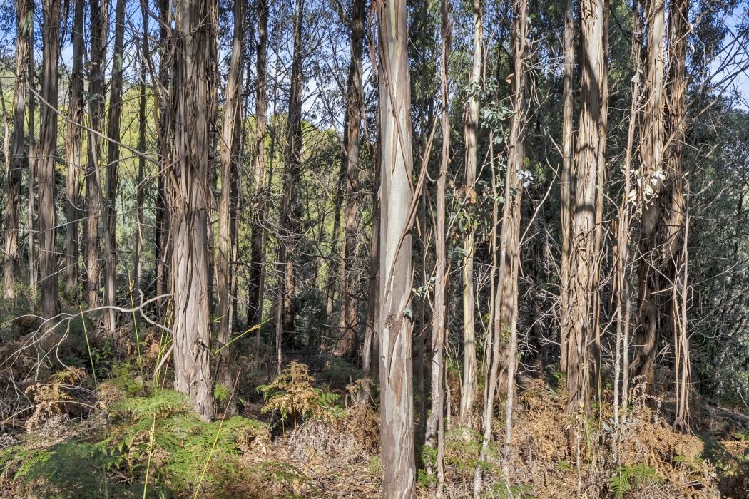 120 Tip Road, Nubeena, TAS, 7184