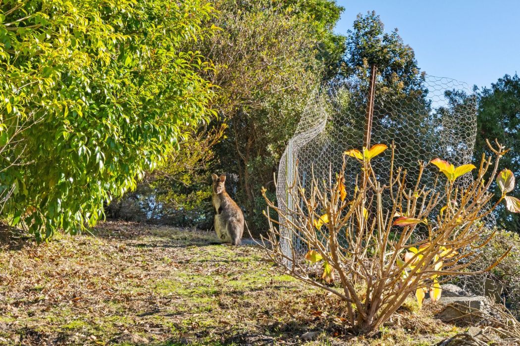 40 Ferntree Road, Eaglehawk Neck, TAS, 7179