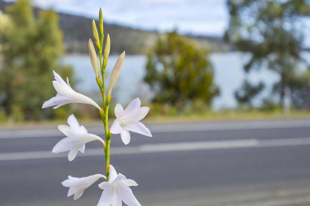 5821 Arthur Highway, Taranna, TAS, 7180