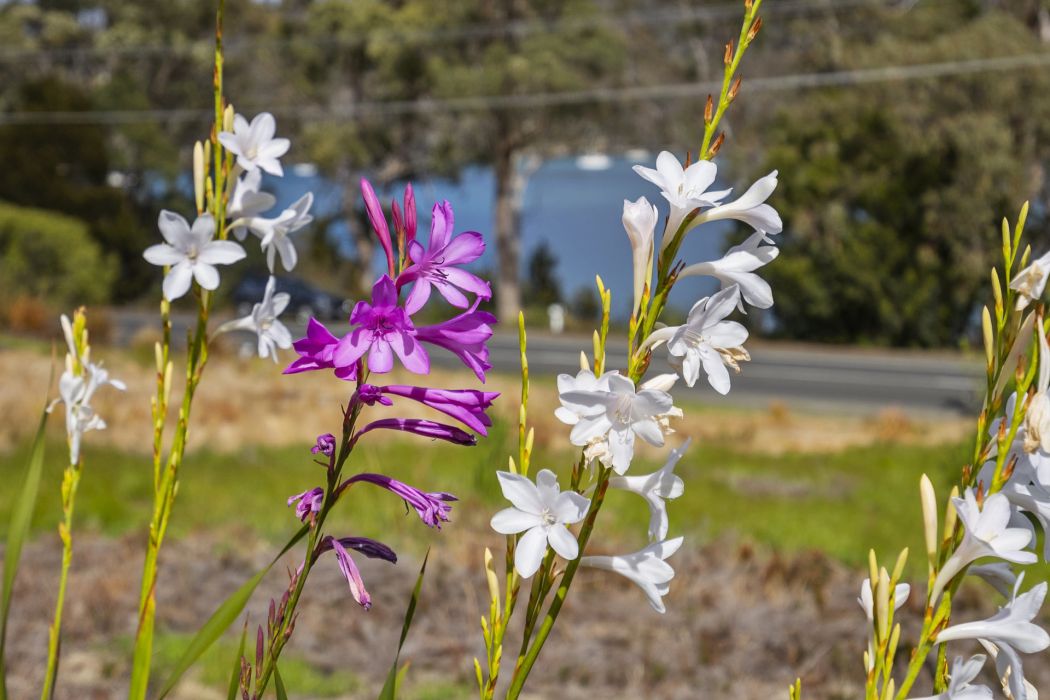 5821 Arthur Highway, Taranna, TAS, 7180