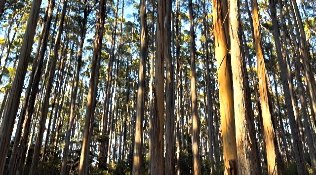 Lot 2 Lookout Road, Port Arthur, TAS, 7182