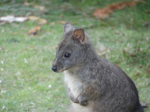 Lot 2 Lookout Road, Port Arthur, TAS, 7182