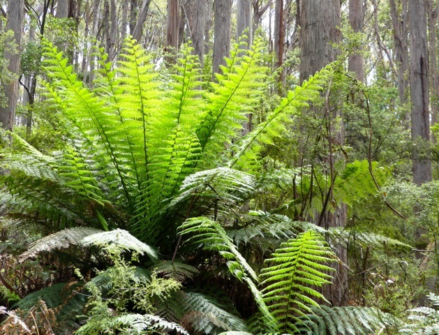 Lot 2 Lookout Road, Port Arthur, TAS, 7182