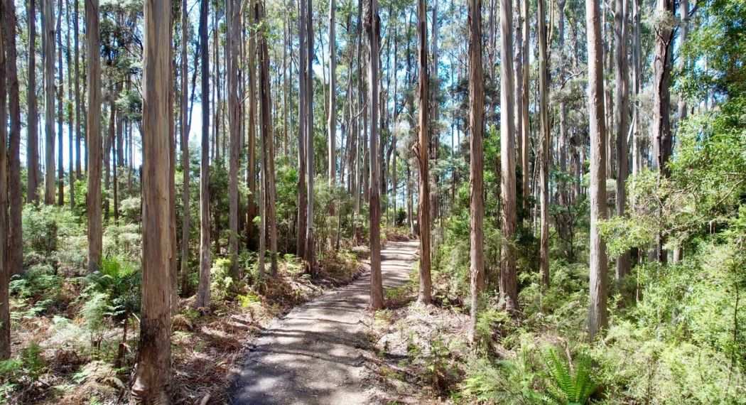 Lot 2 Lookout Road, Port Arthur, TAS, 7182