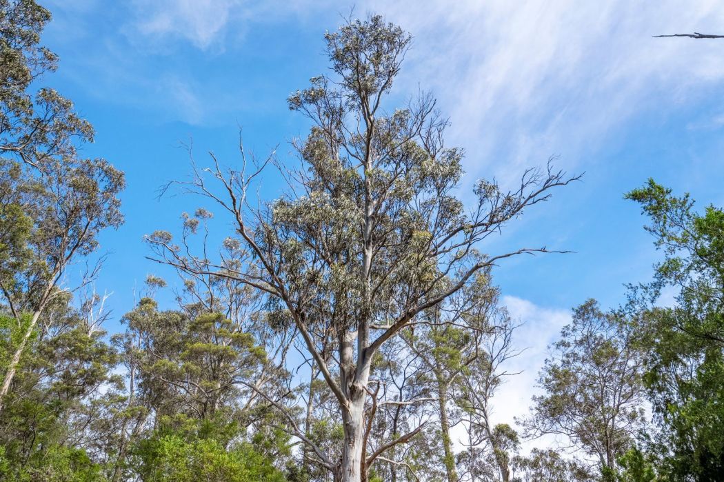 607 Delmore Road, Wattle Hill, TAS, 7172