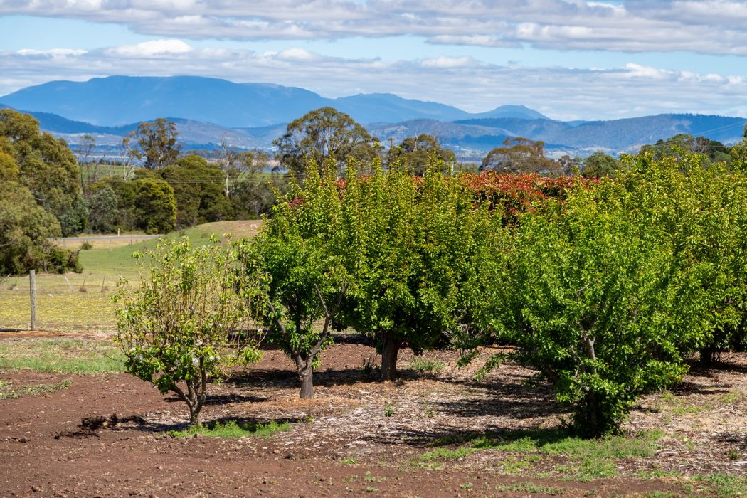 587 Arthur Highway, Forcett, TAS, 7173